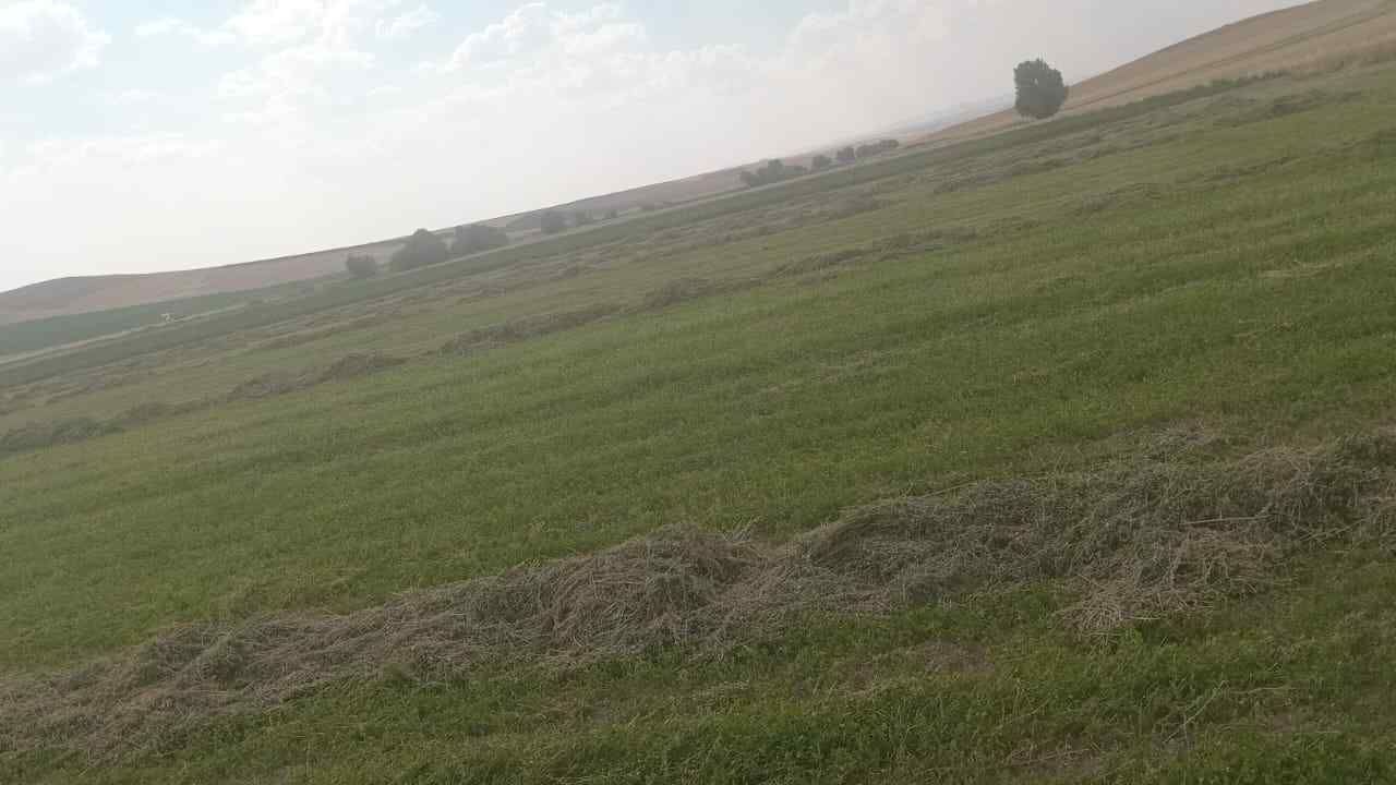 Yozgat'ta Yulaf Hasadı Başladı (5)