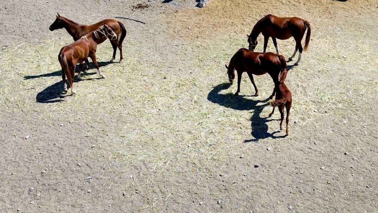 Hobi Olarak Başladı, Dev Bir Çiftliğe Dönüştü Yozgatlı Aileden Şaşırtan Başarı (1)