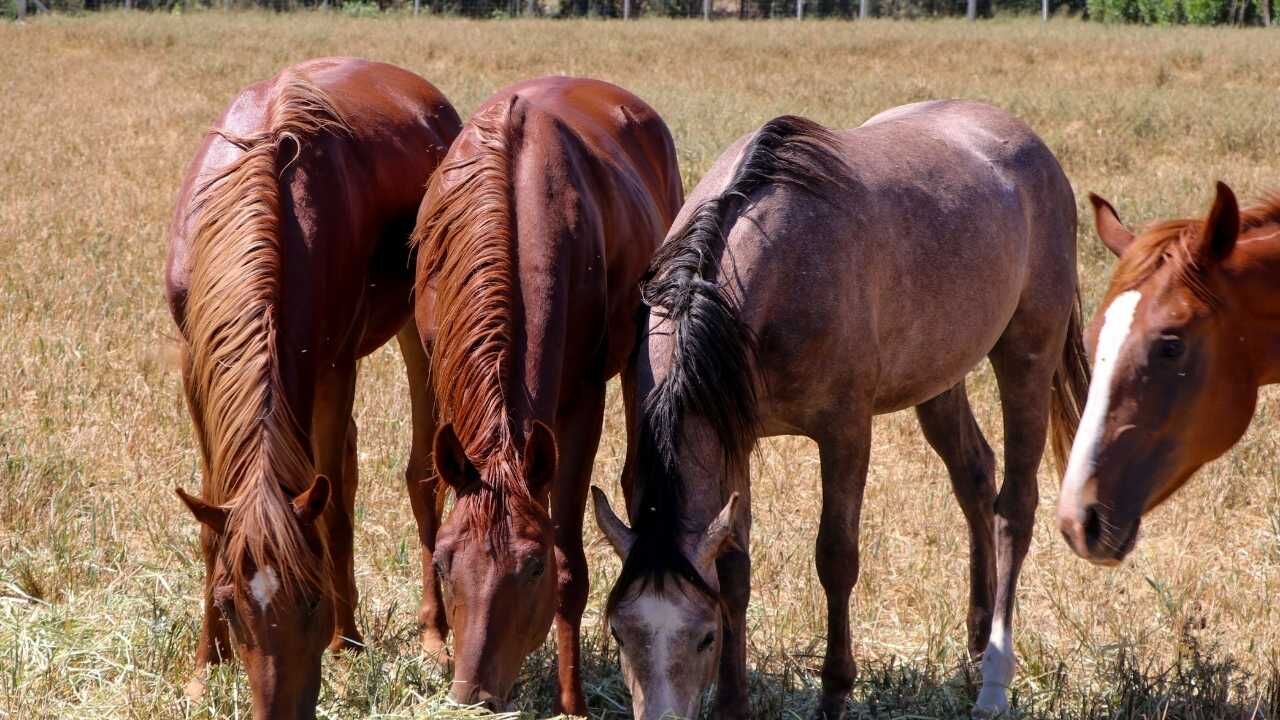 Hobi Olarak Başladı, Dev Bir Çiftliğe Dönüştü Yozgatlı Aileden Şaşırtan Başarı (4)