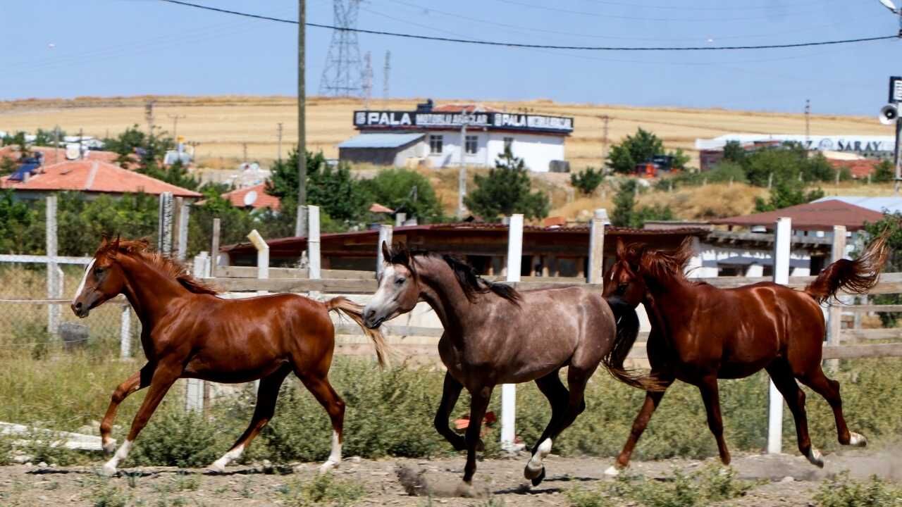 Hobi Olarak Başladı, Dev Bir Çiftliğe Dönüştü Yozgatlı Aileden Şaşırtan Başarı (5)