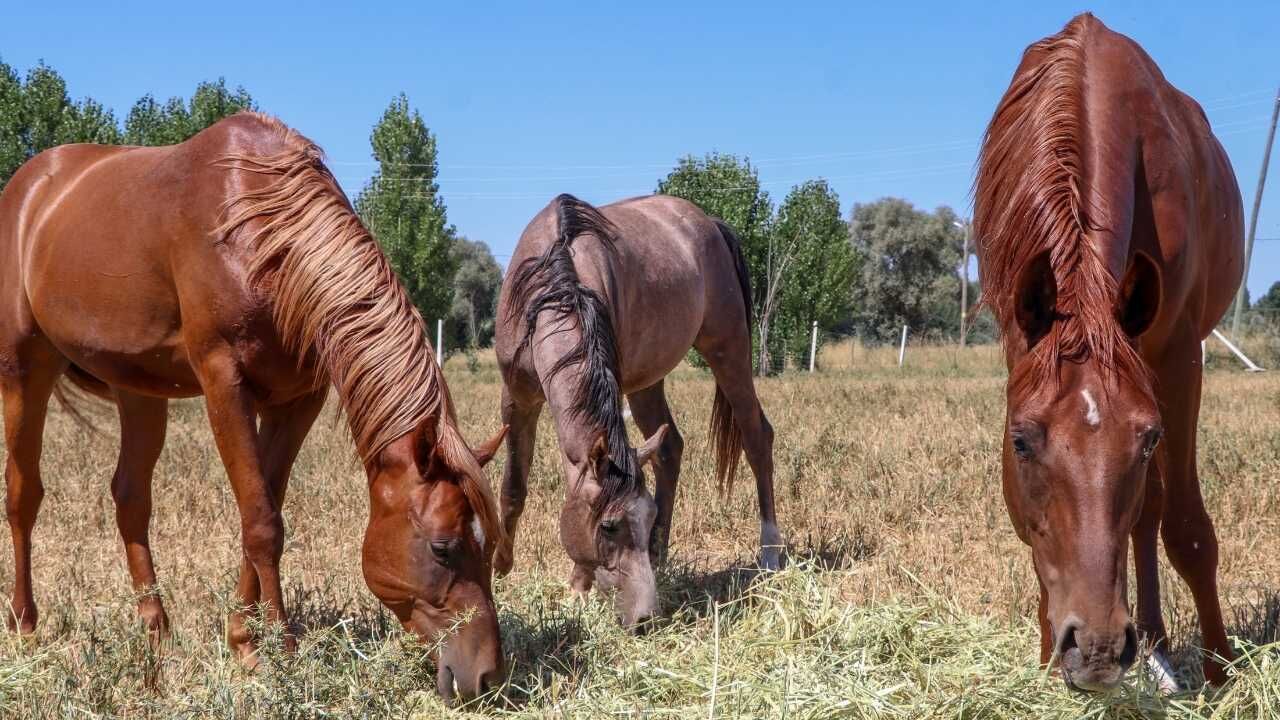 Hobi Olarak Başladı, Dev Bir Çiftliğe Dönüştü Yozgatlı Aileden Şaşırtan Başarı (7)