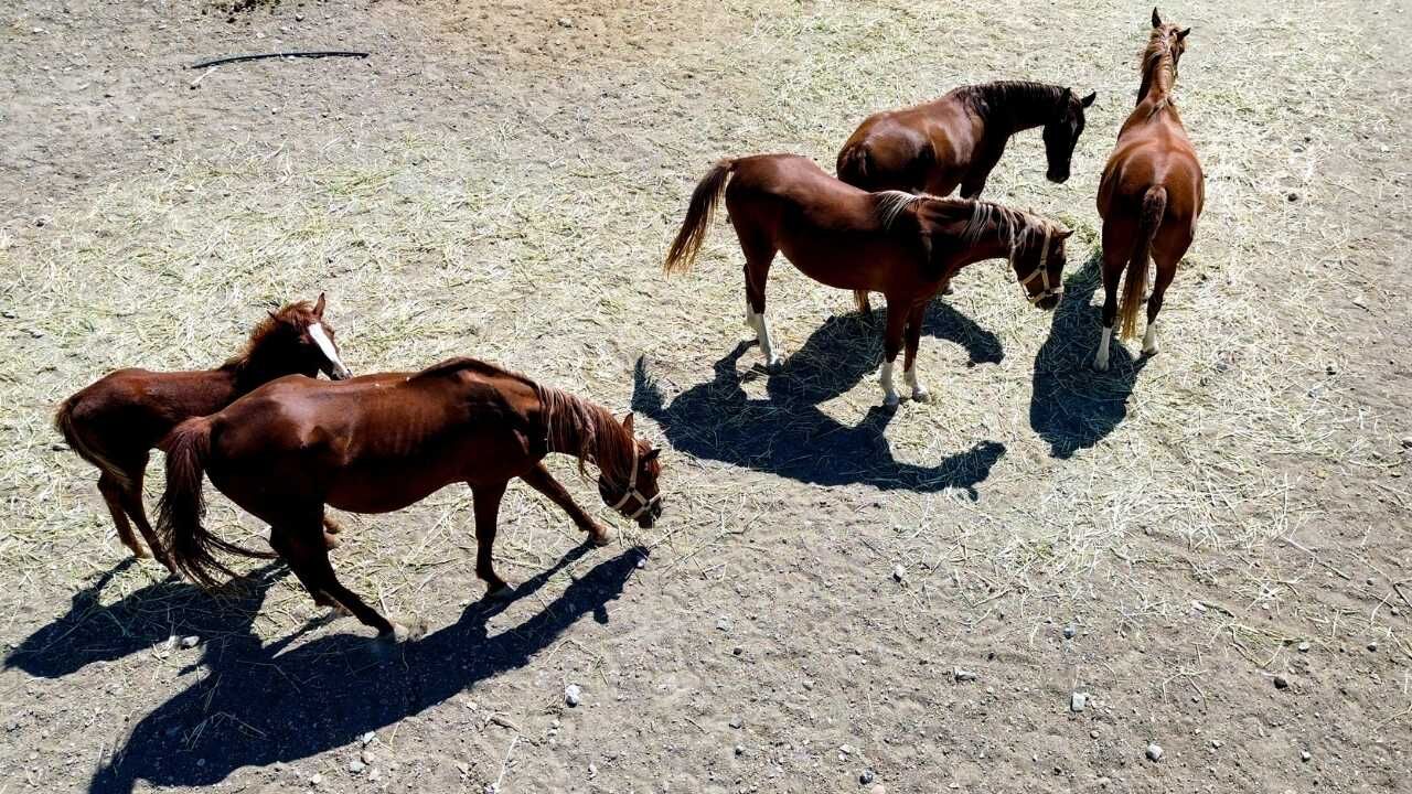 Hobi Olarak Başladı, Dev Bir Çiftliğe Dönüştü Yozgatlı Aileden Şaşırtan Başarı (8)