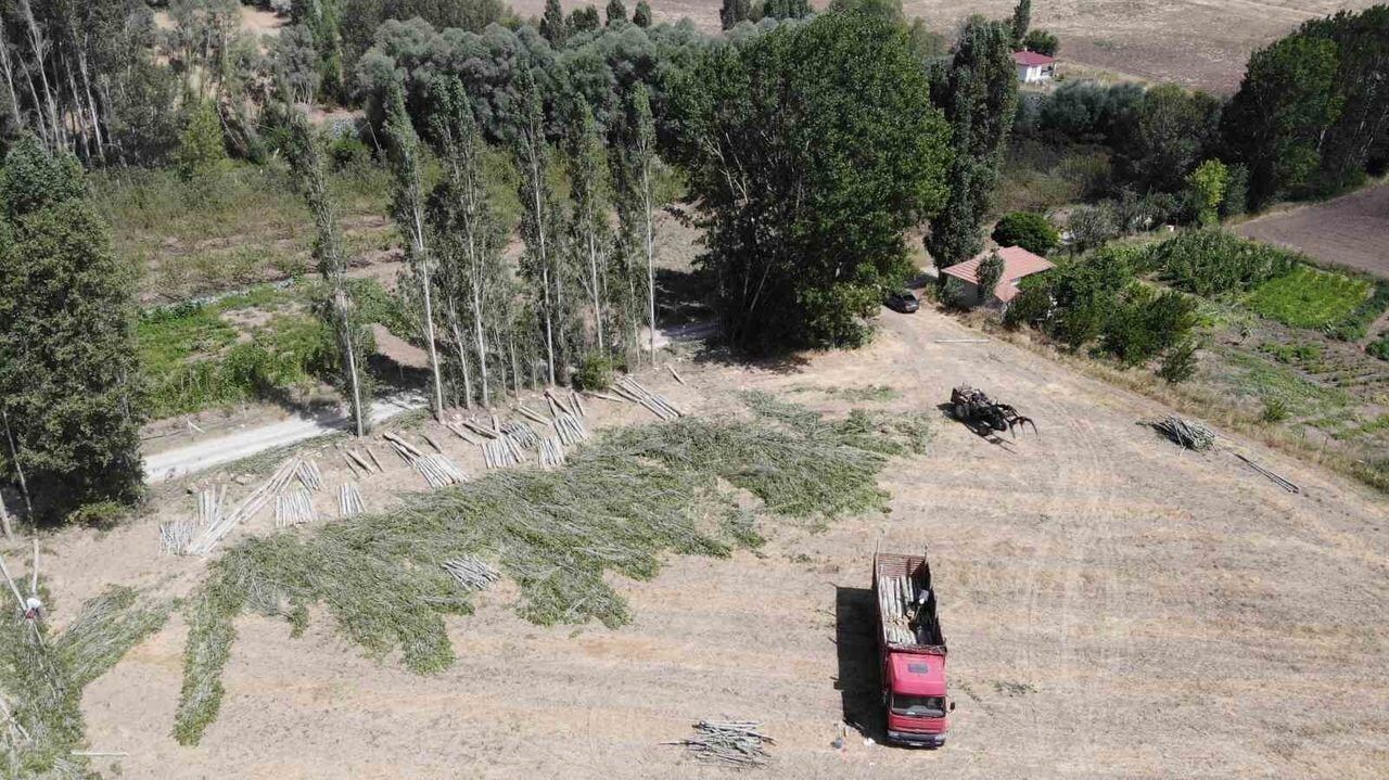 Sorgun Da Kavak Kesimi Suruyor 30 Yilda Yetisen Agac Hem Kereste Hem 20260817 2