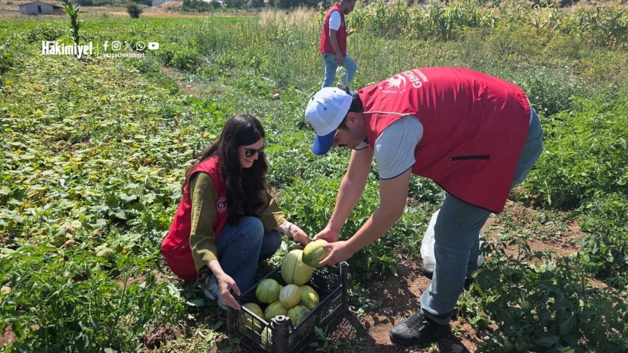 Tarlada Gençlik Aşısı Yozgatlı Gençler Çiftçinin İmdatına Koştu (1)