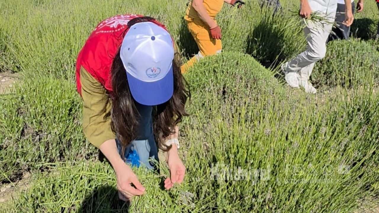 Tarlada Gençlik Aşısı Yozgatlı Gençler Çiftçinin İmdatına Koştu (3)