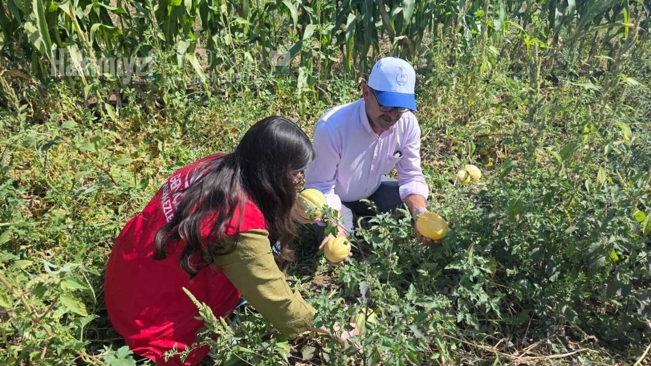 Tarlada Gençlik Aşısı Yozgatlı Gençler Çiftçinin İmdatına Koştu (6)