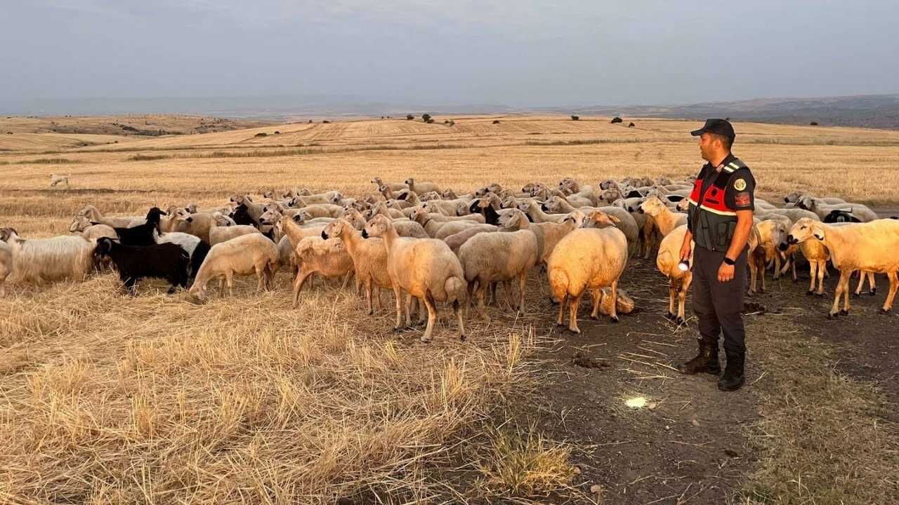 Yozgat Kırsalındaki Kayıp 170 Koyun Vakası! Ekiplerin İtitnalı Araması Sonuç Verdi (1)