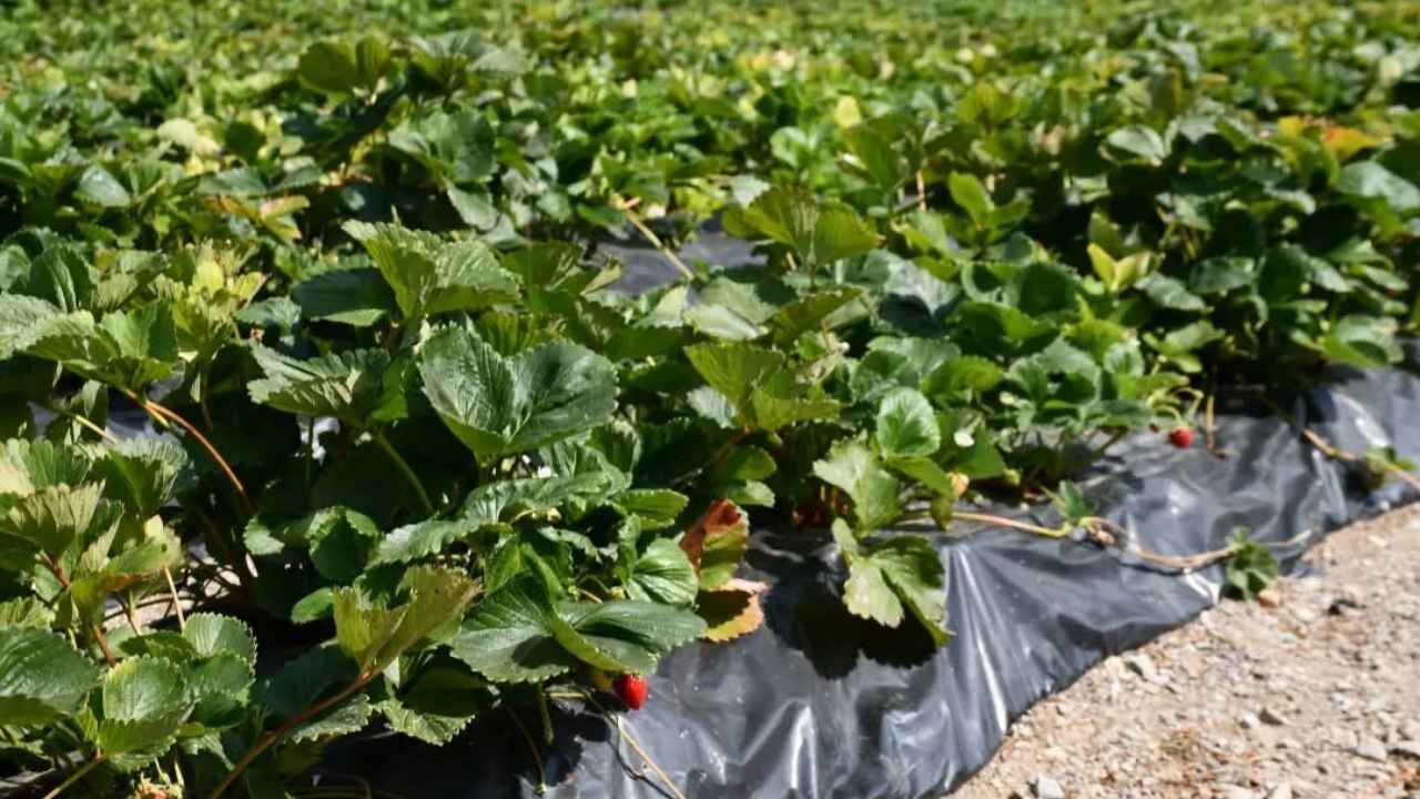 Yozgat Sorgun'da Çilek Üretimi Yerinde İncelendi