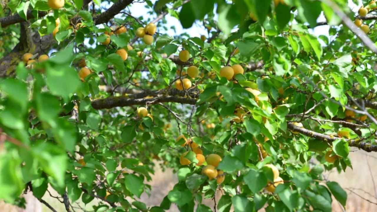 Yozgat'ta 100 Yıllık Kayısı Hikâyesi Ortaya Çıktı (2)