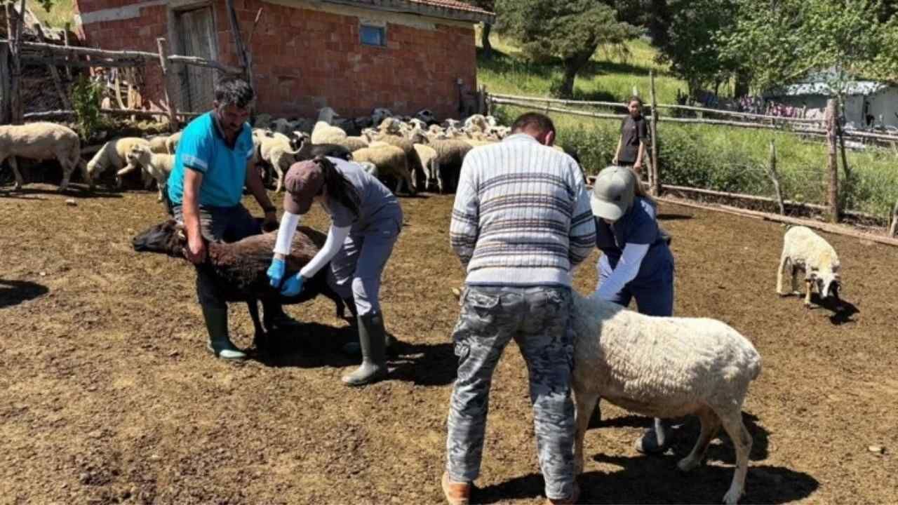 Yozgat'ta 220 Bin Büyükbaş Hayvan Koruma Altında (5)