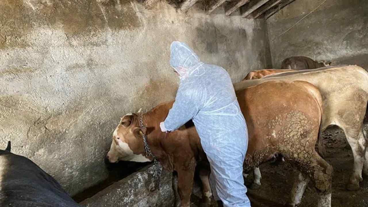 Yozgat'ta 220 Bin Büyükbaş Hayvan Koruma Altında