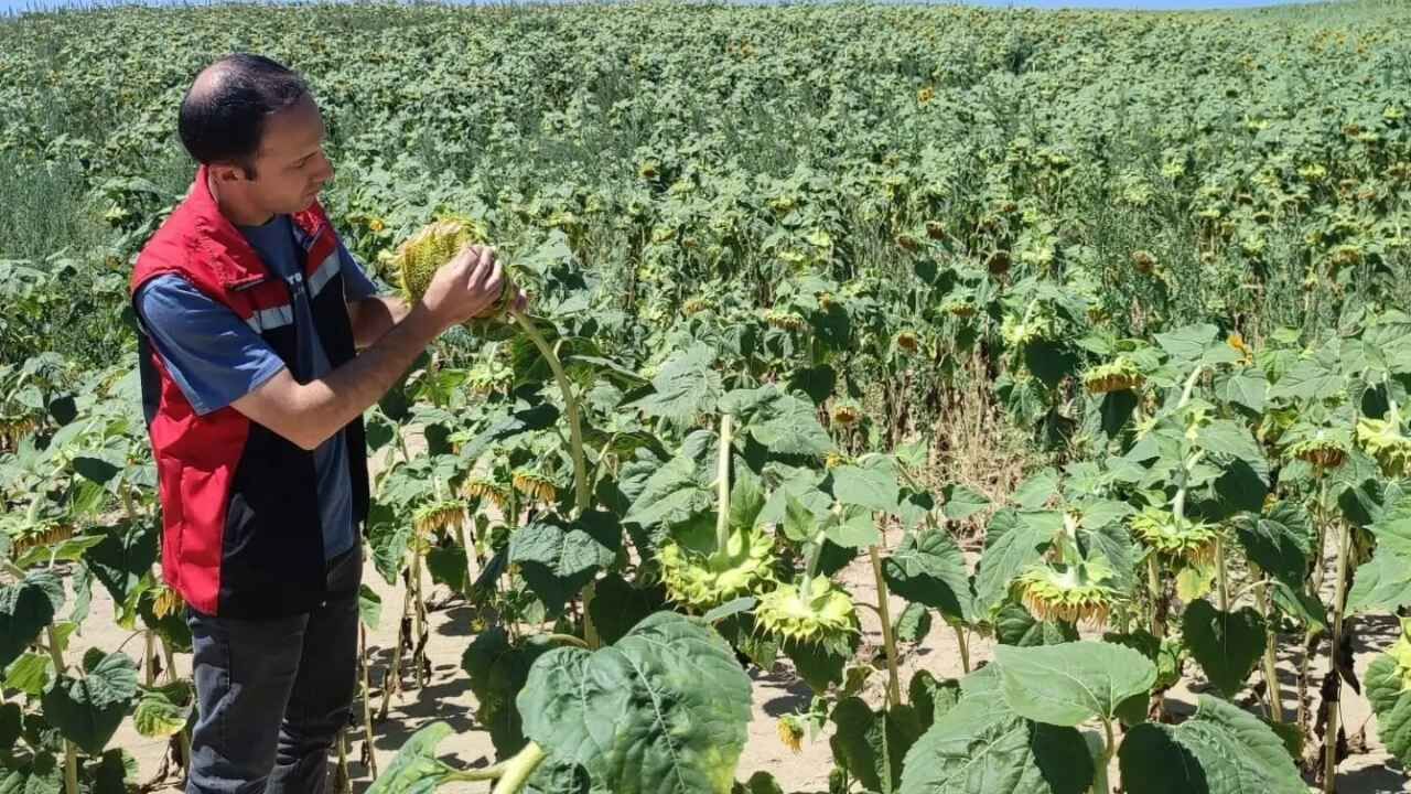 Yozgat'ta Ayçiçek Tarlalarına Teknik Takip