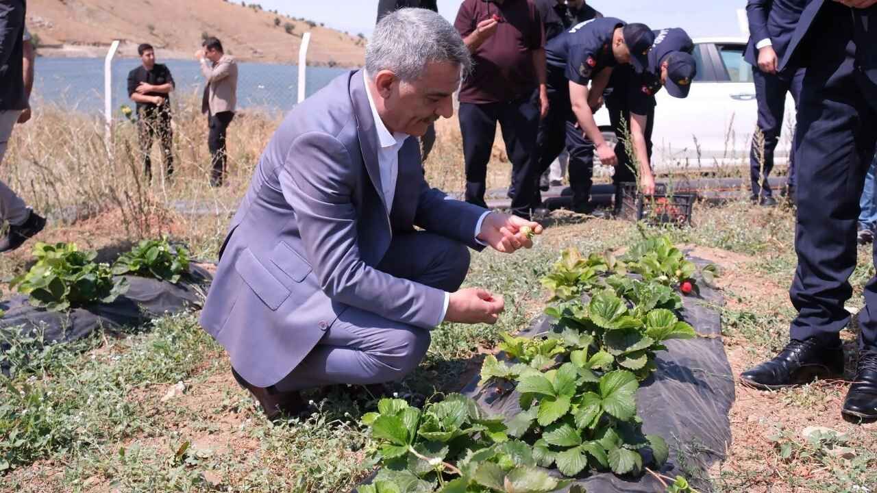 Yozgat’ta Çilek Üretimi Büyüyor (1)