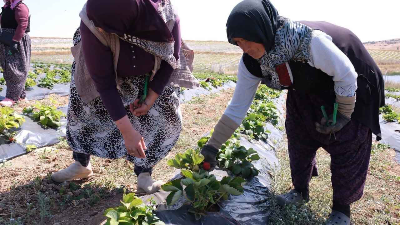 Yozgat’ta Çilek Üretimi Büyüyor (2)