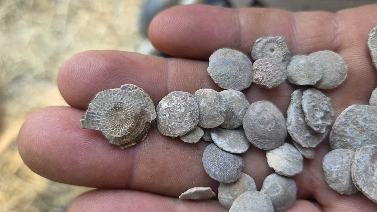 Yozgat'ta Dağ Başında Deniz Canlısı Kalıntıları! Jeolojik Sır İçin Bilim İnsanlarına Çağrı Yapıldı (2)