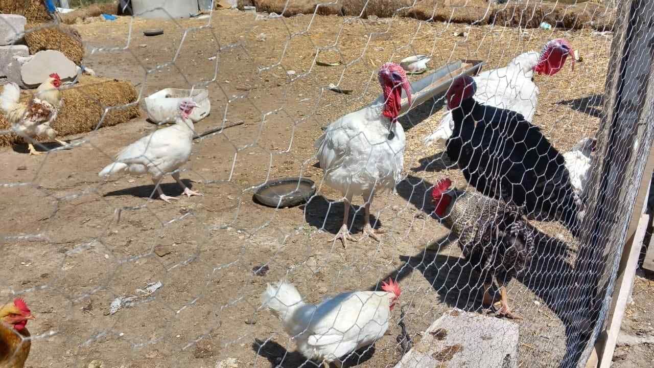 Yozgat'ta Kanatlı Hayvan Yetiştiricilerine Önemli Uyarı (2)