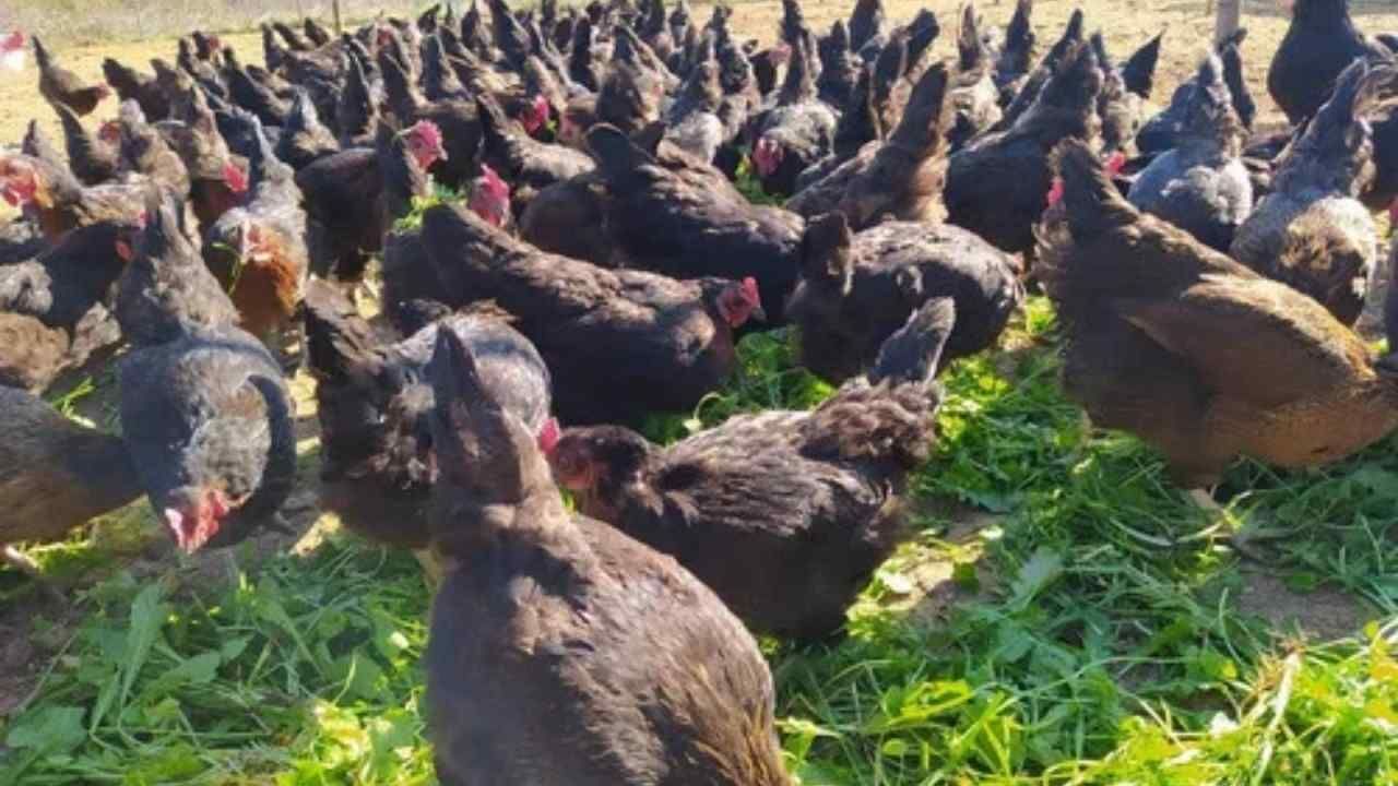 Yozgat'ta Kanatlı Hayvan Yetiştiricilerine Önemli Uyarı (3)