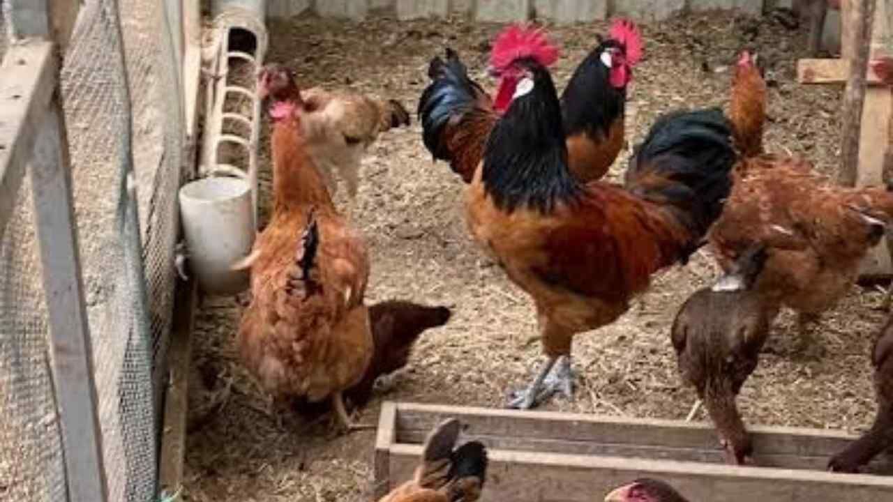 Yozgat'ta Kanatlı Hayvan Yetiştiricilerine Önemli Uyarı (4)