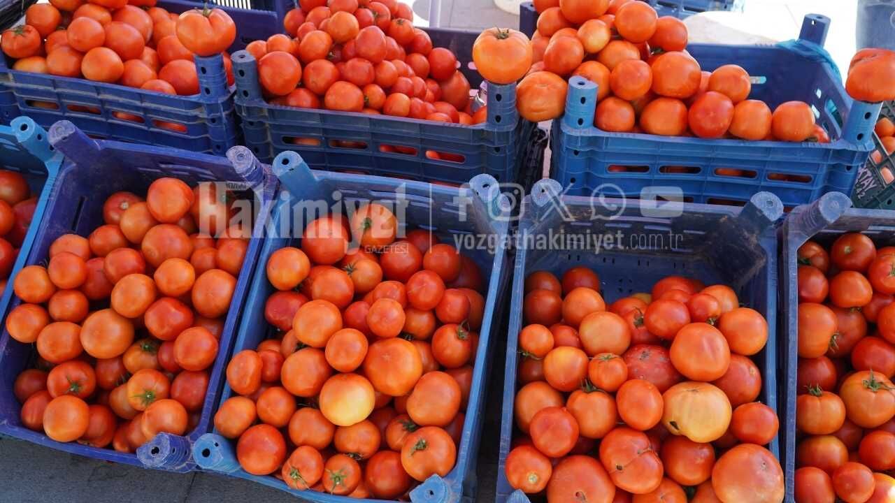 Yozgat’ta Kışlık Sezonun En Taze Satışı Başladı Doğrudan Tarladan Geliyor! (7)