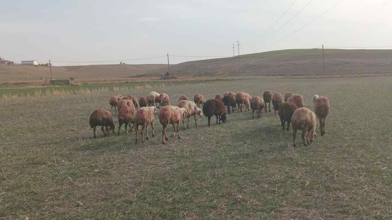 Yozgat’ta Koyun Yetiştiriciliği İçin Kritik Süreç (2)