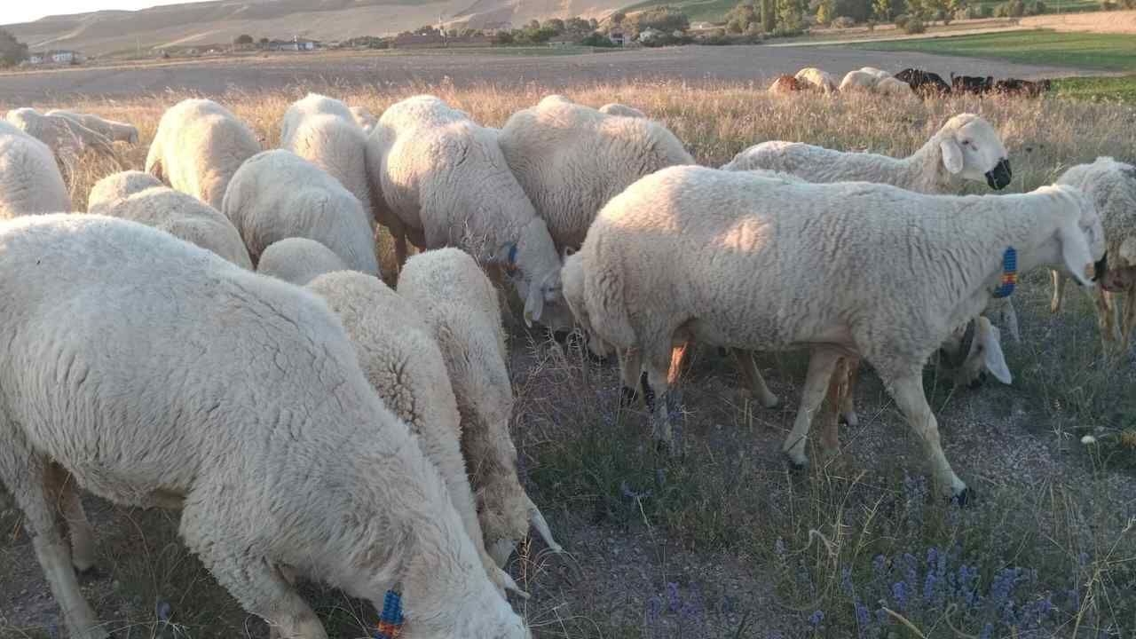 Yozgat’ta Koyun Yetiştiriciliği İçin Kritik Süreç (4)