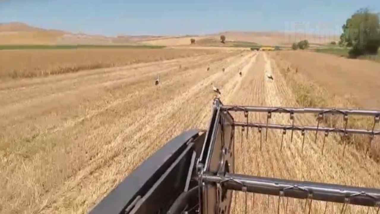 Yozgat'ta Leylekler Bu Kez Sürü Halinde Görüldü (1)