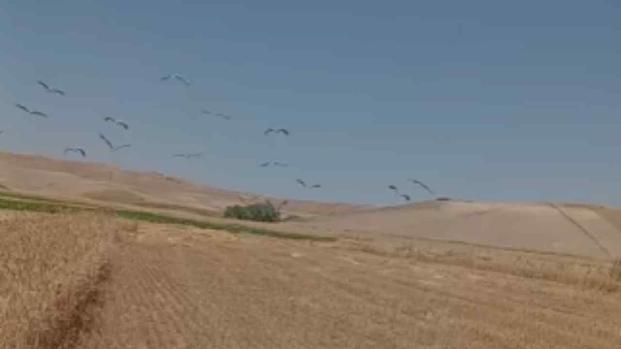 Yozgat'ta Leylekler Bu Kez Sürü Halinde Görüldü (3)