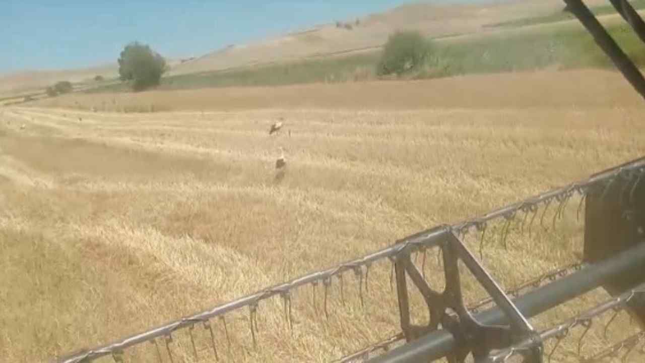 Yozgat'ta Leylekler Bu Kez Sürü Halinde Görüldü (4)
