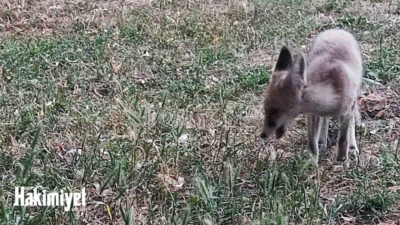 Yozgat'ta Şaşırtan Görüntüler