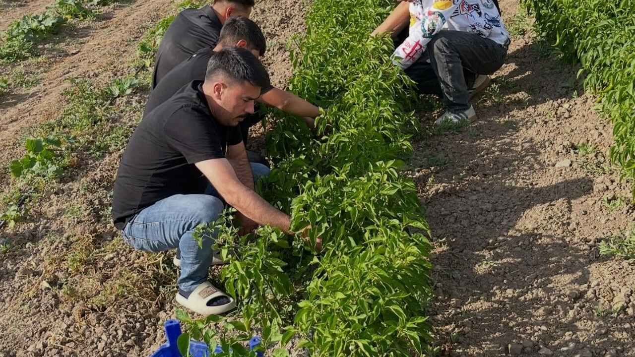 Yozgat'ta Ülkücüler Permakültür Alanını Genişletiyor