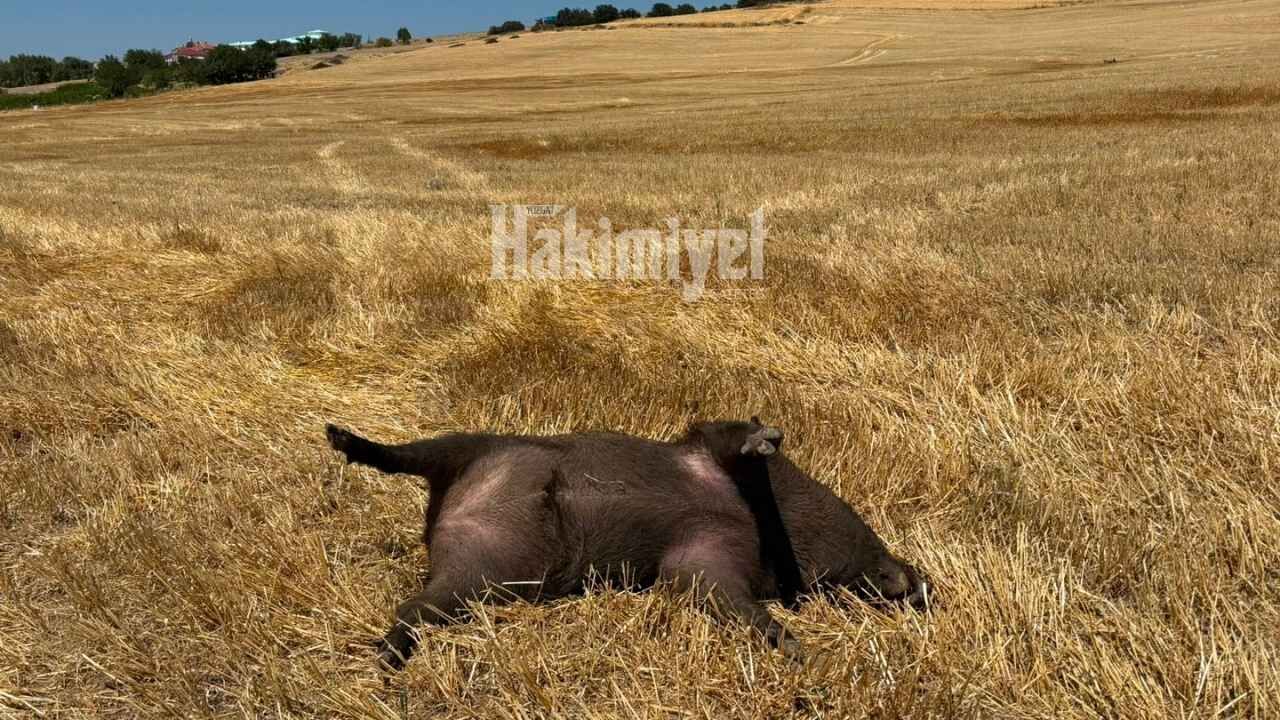 Yozgat’ta Yht Girişinde Şaşkına Çeviren Görüntü! (1)
