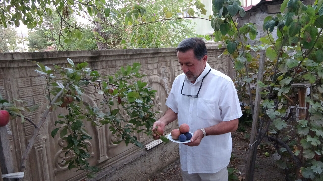 200 Yıllık Miras Yozgat'ta Can Buldu İçi Dışı Kırmızı Elma İlgi Odağı (3)