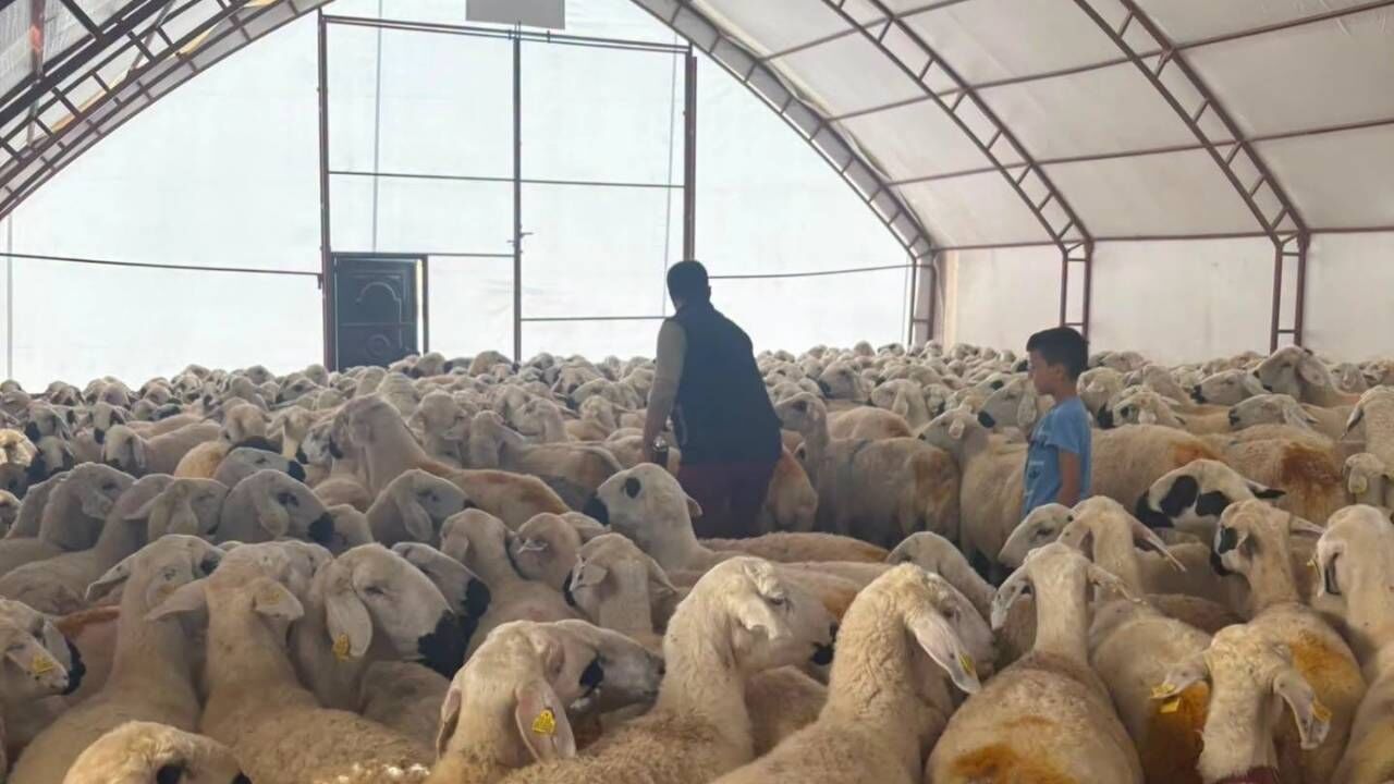 Boğazlıyan’da Küçükbaş Hayvanlara Çiçek Ve Brusella Aşısı