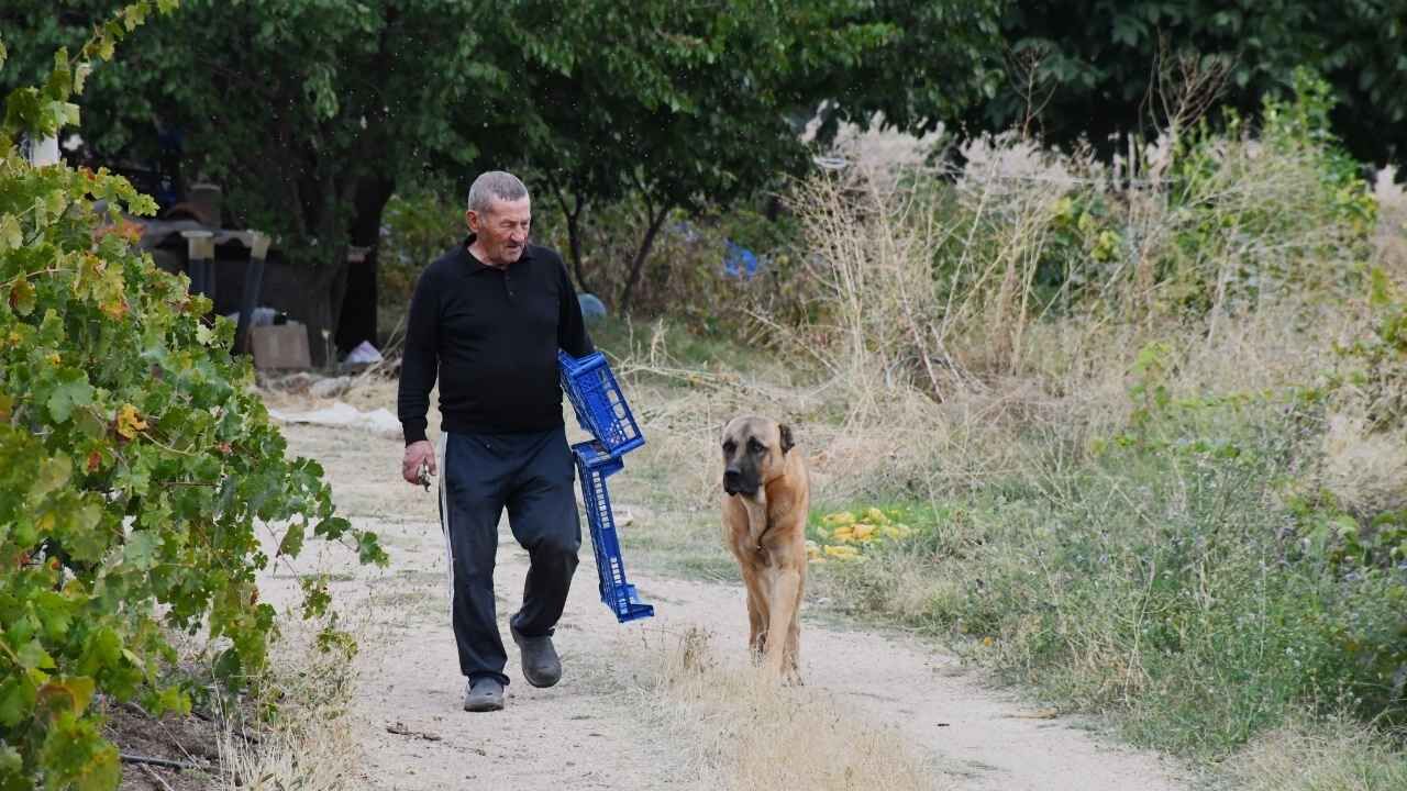 Bozkır'ın Ortasında Yozgat'ta Emekli Öğretmen Yeşil Cennetini Kendi Kurdu