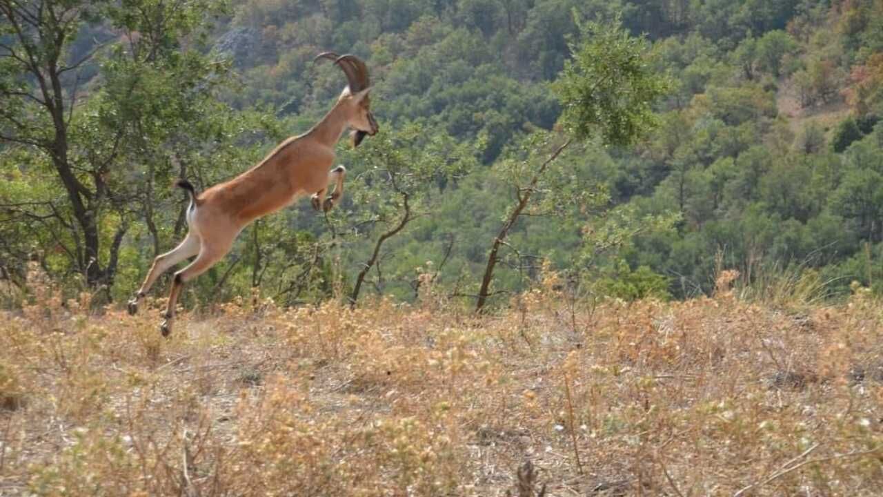 Kazankaya Kanyonu’nun Yeni Sakinleri Çoğalıyor Dağ Keçileri Dronla Görüntülendi (1)