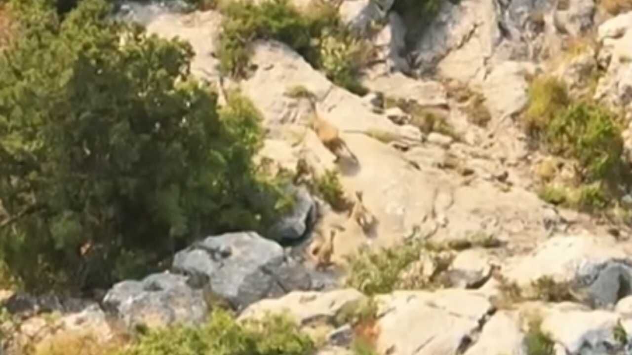 Kazankaya Kanyonu’nun Yeni Sakinleri Çoğalıyor Dağ Keçileri Dronla Görüntülendi (2)
