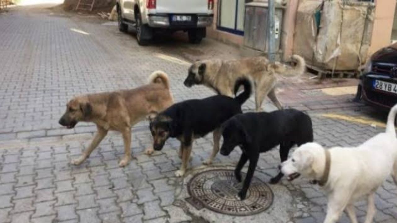 Sokak Köpekleri İçin 81 İlde Yeni Dönem! Denetimler Başlıyor