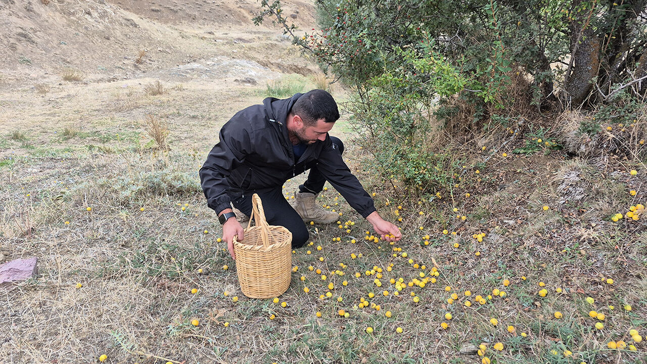 Sorgun Boğazcumafakılı'da Şifa Deposu Alıç Hasadı Başladı! (5)