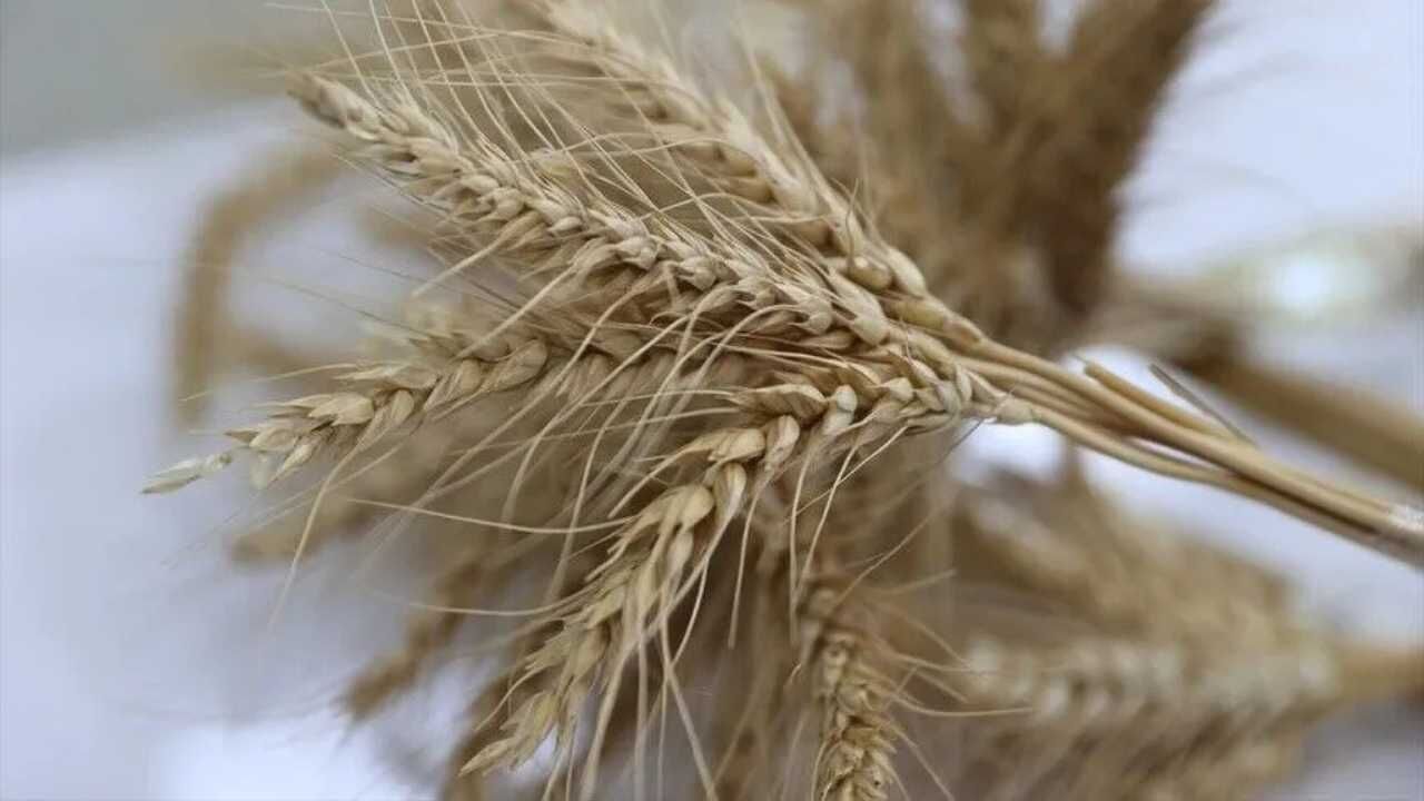 Yozgat’ın Tarım Ve Hayvancılık Karnesi Açıkladı Meclis Raporundan Çarpıcı Rakamlar Çıktı! (4)