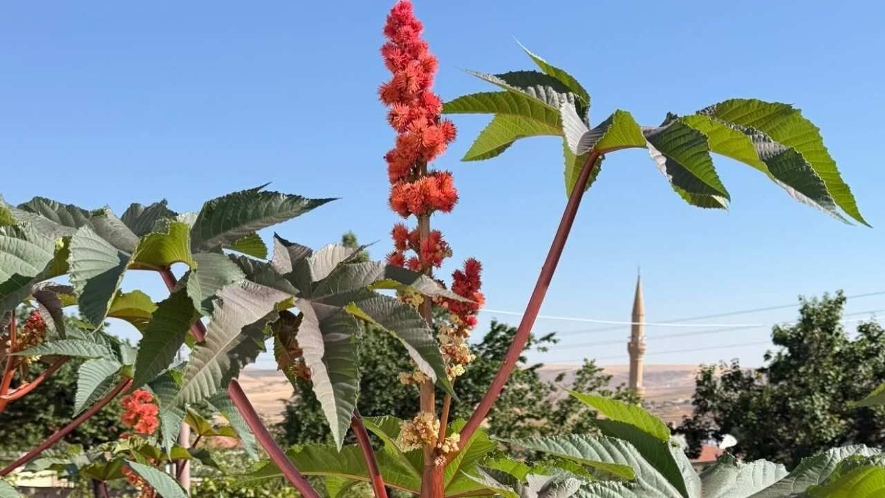 Yozgat’ın Yenifakılı Ilçesinde Yetişen Kene Çiçeği, Görenlerin Dikkatini Çekiyor.