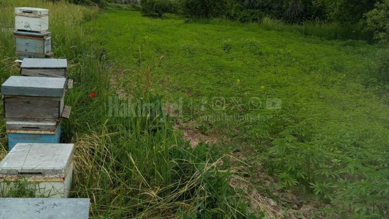 Yozgat'ta İlke İmza Atıldı Kenevir Balı Tescil İçin Laboratuvarın Yolunu Tuttu! (3)