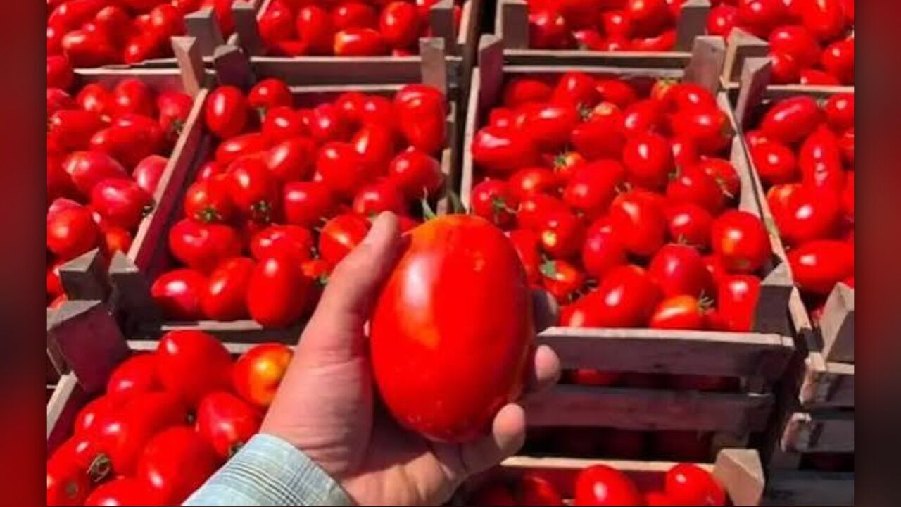 Yozgat'ta Kışlık Domates Konservesi Hazırlayanlara Kritik Uyarı! (3)