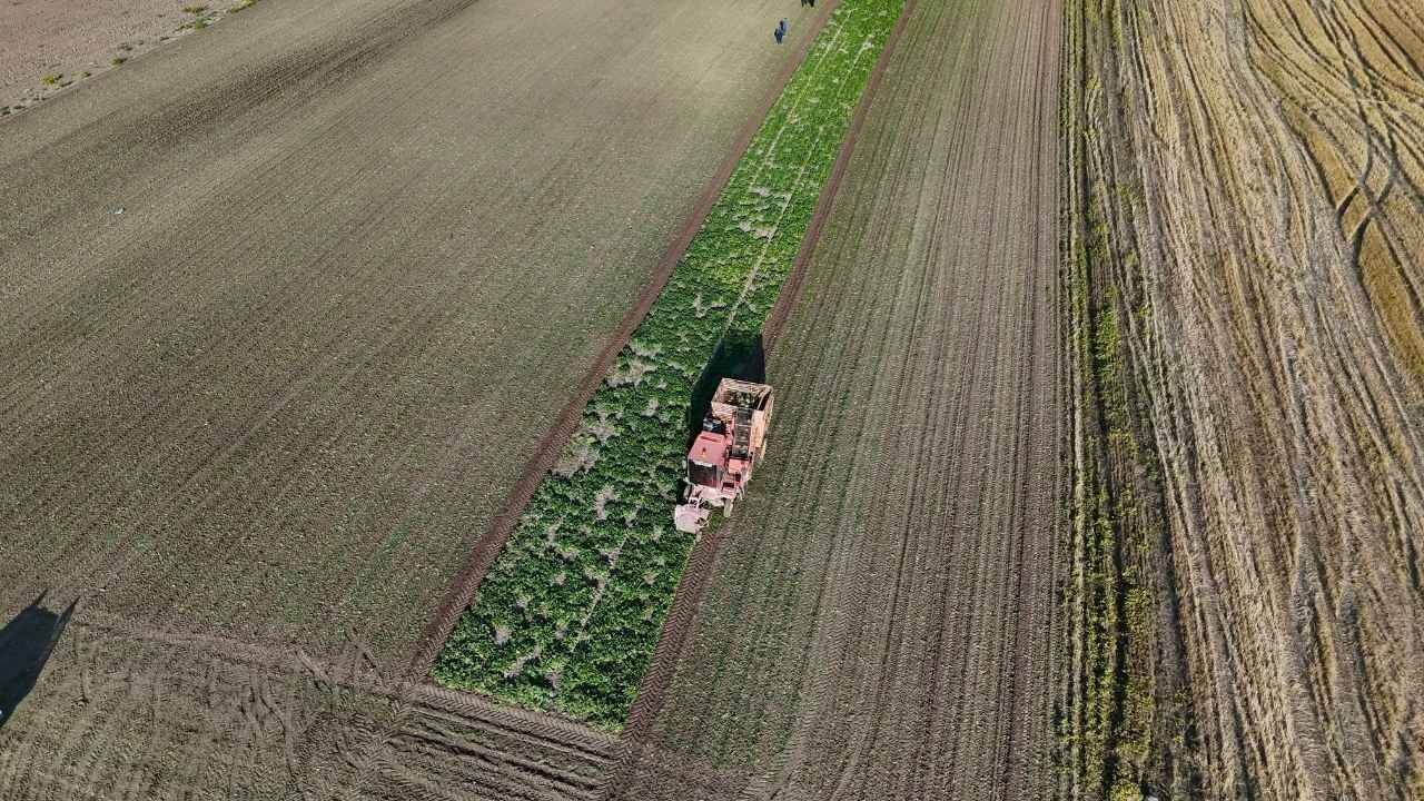 Yozgat'ta Sofraların Baş Lezzeti İçin Hasat Vakti! (2)