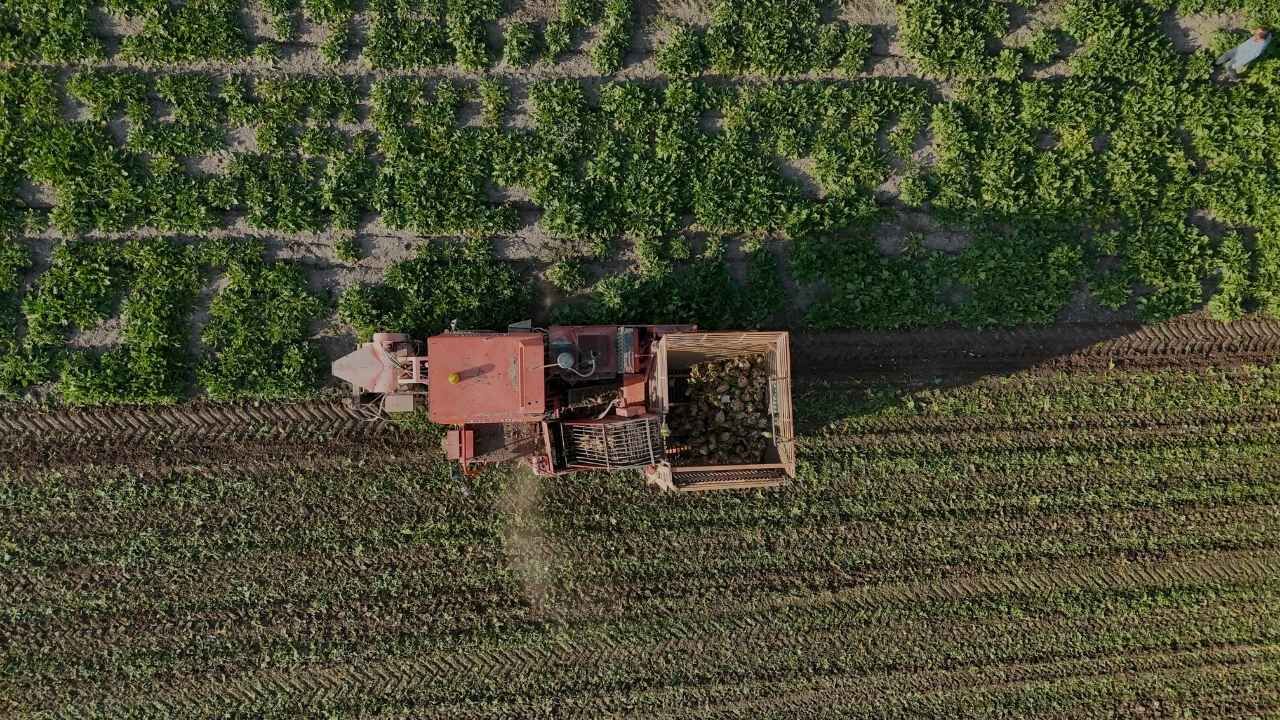 Yozgat'ta Sofraların Baş Lezzeti İçin Hasat Vakti!