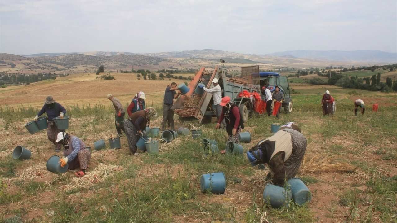 Yozgat’ta Soğan Üreticilerine Umut Olan Çalışma! (1)