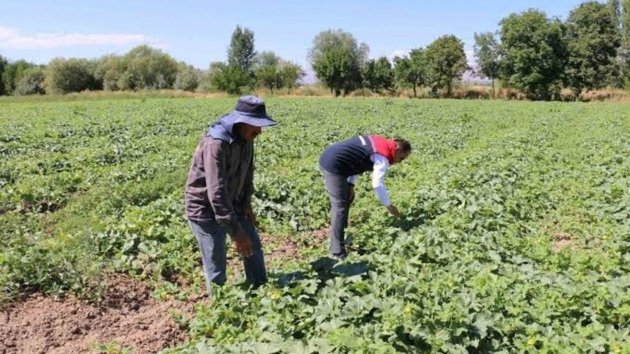 Zirai İlaçta 1 Temmuz Düzenlemesi Çiftçiyi Ve Bayiyi Çıkmaza Soktu (1)