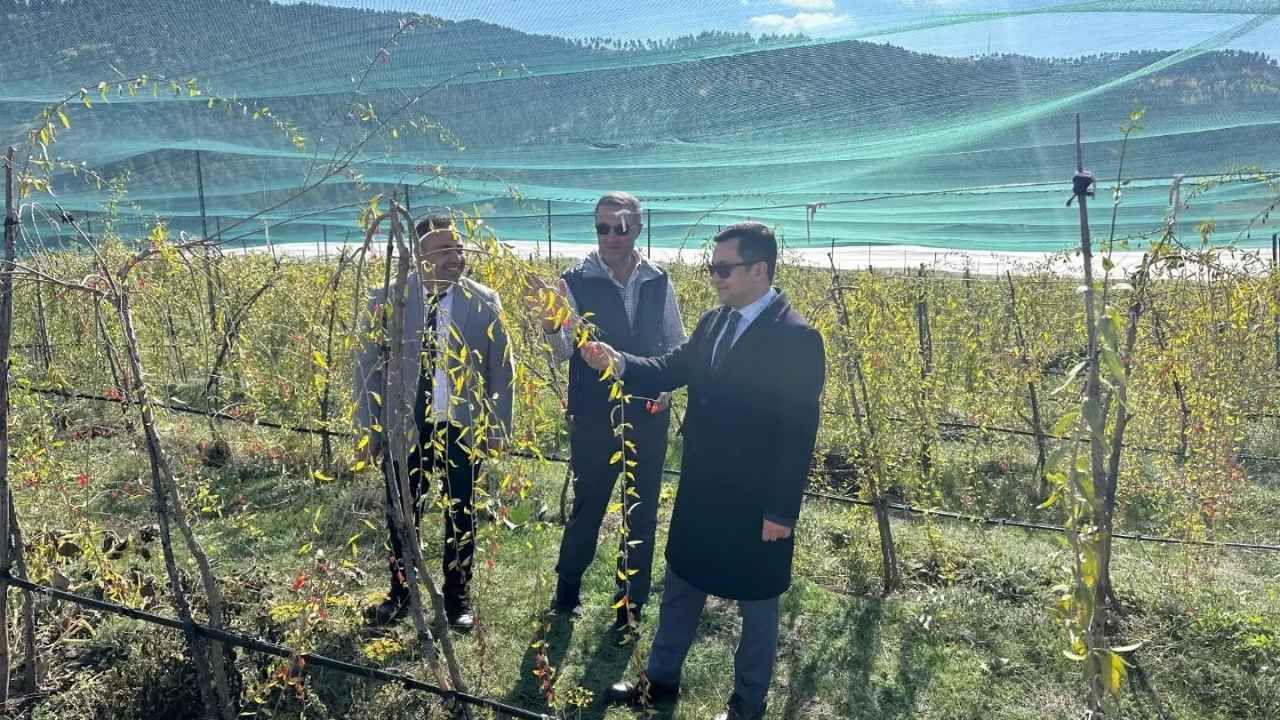 Çayıralan Tarlalarında Şifa Deposu Goji Berry Yetişiyor (2)