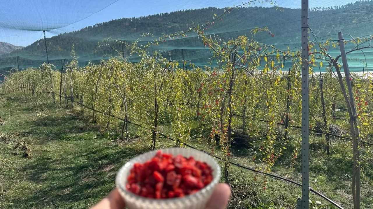 Çayıralan Tarlalarında Şifa Deposu Goji Berry Yetişiyor