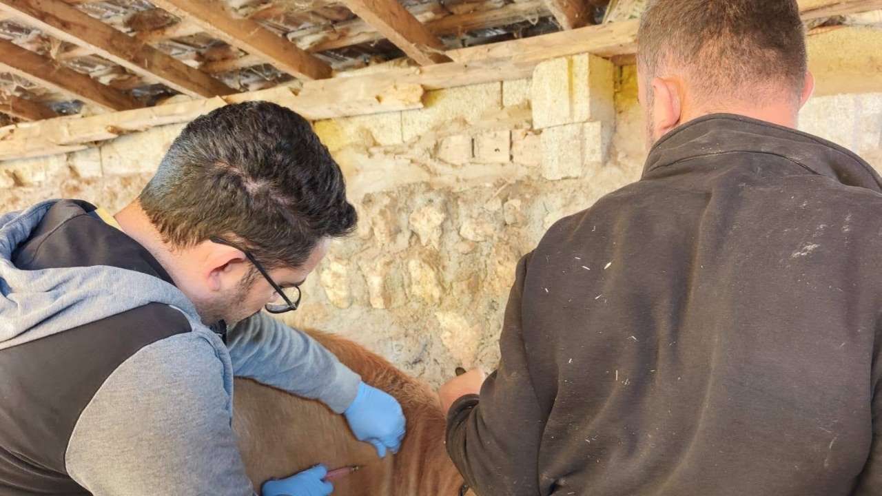 Kadışehri’nde Şap Aşılama Kampanyası Başladı (1)