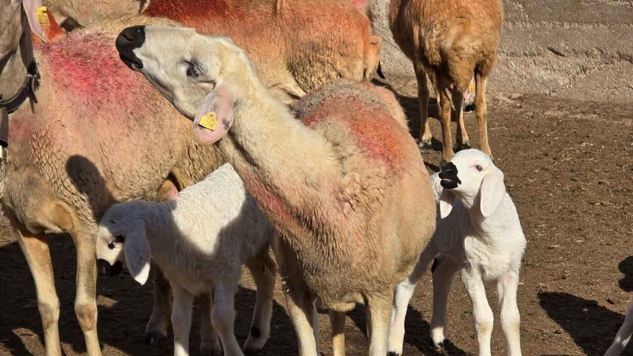Yerköy'de Koyunların Başına Afgan Çoban Getirildi (1)